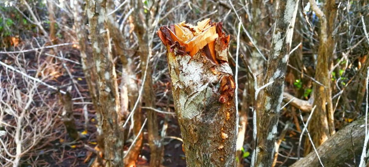 cut mangroves