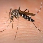 Five-year-old’s death revives concern over dengue