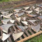 Police to investigate illegal shark finning at Kulhudhuffushi