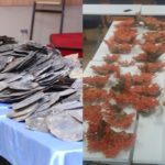 Police seize turtle shells, red corals