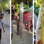 Rare six-foot ribbon fish caught by Maldives fisherman