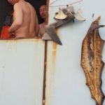 Chinese workers defy shark fishing ban
