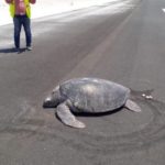 Photo of turtle on Maldives airport runway goes viral