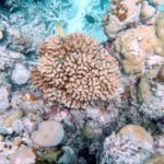 Maldives faces elevated risk of coral bleaching