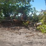 Sunday roundup: tree replantation and unauthorised tourism