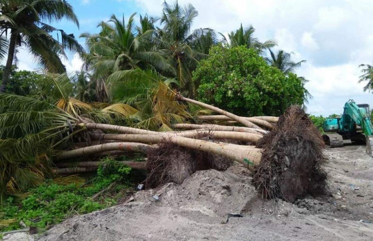 Maldives environment agency probing illegal tree removal – Maldives ...